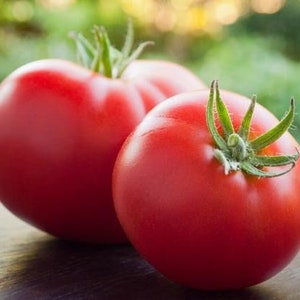 Marglobe Tomato Seeds - Organic & Non Gmo Tomato Seeds - Heirloom Seeds - Fresh USA Grown Seeds - Grow Your Own Tomatoes At Home!