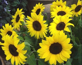 Lemon Queen Sunflower Seeds - Organic & Non Gmo Seeds - Heirloom Flower Seeds – Grow Your Own Beautiful Flowers At Home!