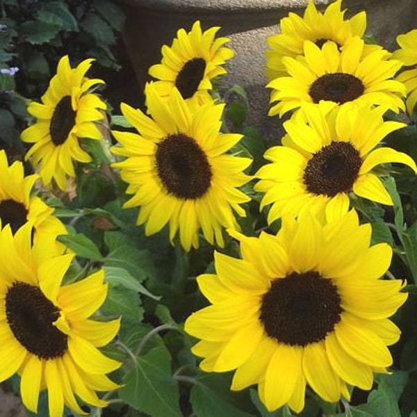 Lemon Queen Sunflower Seeds - Organic & Non Gmo Seeds - Heirloom Flower Seeds – Grow Your Own Beautiful Flowers At Home!