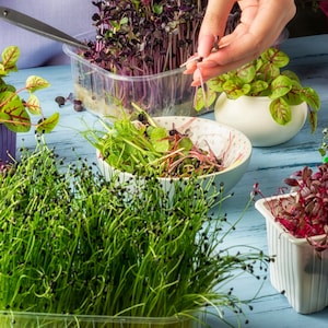 Brokkoli, Radieschen, Senfgrüne Bio-Microgreens-Samenmischung