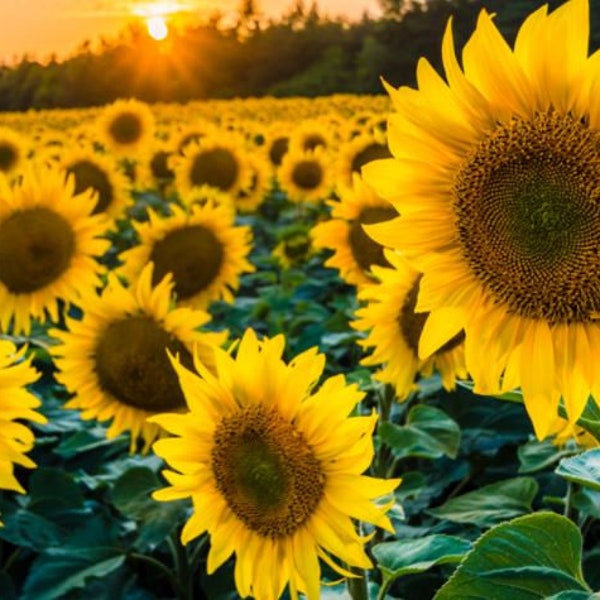 Black Oil Sunflower Seeds - Organic & Non Gmo Seeds - Heirloom Flower Seeds - Fresh USA Grown Seeds - Grow Your Own Flowers At Home!