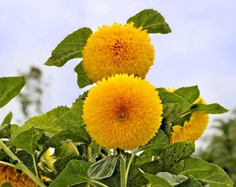 Dwarf Gold Sunflowers Seeds - Organic & Non Gmo Flower Seeds - Heirloom Flower Seeds - USA Garden Seeds - Grow Your Own Flowers At Home