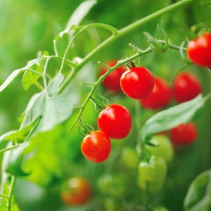 Große rote Kirschtomatensamen - Biologisch & Non Gmo Tomatensamen - Heirloom Samen - Frische in den USA angebaute Tomatensamen - Bauen Sie Ihre eigenen Tomaten zu Hause an!