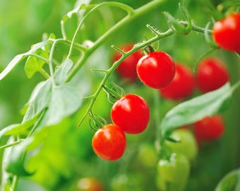Large Red Cherry Tomato Seeds - Organic & Non Gmo Tomato Seeds - Heirloom Seeds - Fresh USA Grown Seeds - Grow Your Own Tomatoes At Home!