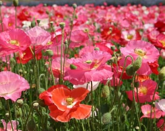 Shirley Mix Poppy Flower Seeds - Organic & Non Gmo Seeds - Heirloom Seeds – Flower Seeds - USA Garden Seeds