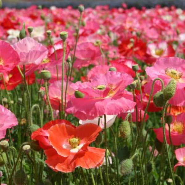 Shirley Mix Poppy Flower Seeds - Organic & Non Gmo Seeds - Heirloom Seeds – Flower Seeds - USA Garden Seeds