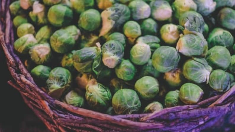 Long Island Brussel Sprout - Gmo San Antonio Mall Seeds Heirloo Organic 35% OFF Non