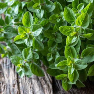Oregano Samen - Bio & Non Gmo Oregano Samen - Heirloom Kräutersamen - Frische in den USA angebaute Samen - Bauen Sie Ihren eigenen frischen Oregano zu Hause an!