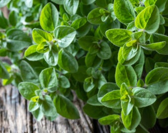 Semillas de orégano - Semillas de orégano orgánicas y no transgénicas - Semillas de hierbas tradicionales - Semillas frescas cultivadas en EE. UU. - ¡Cultive su propio orégano fresco en casa!