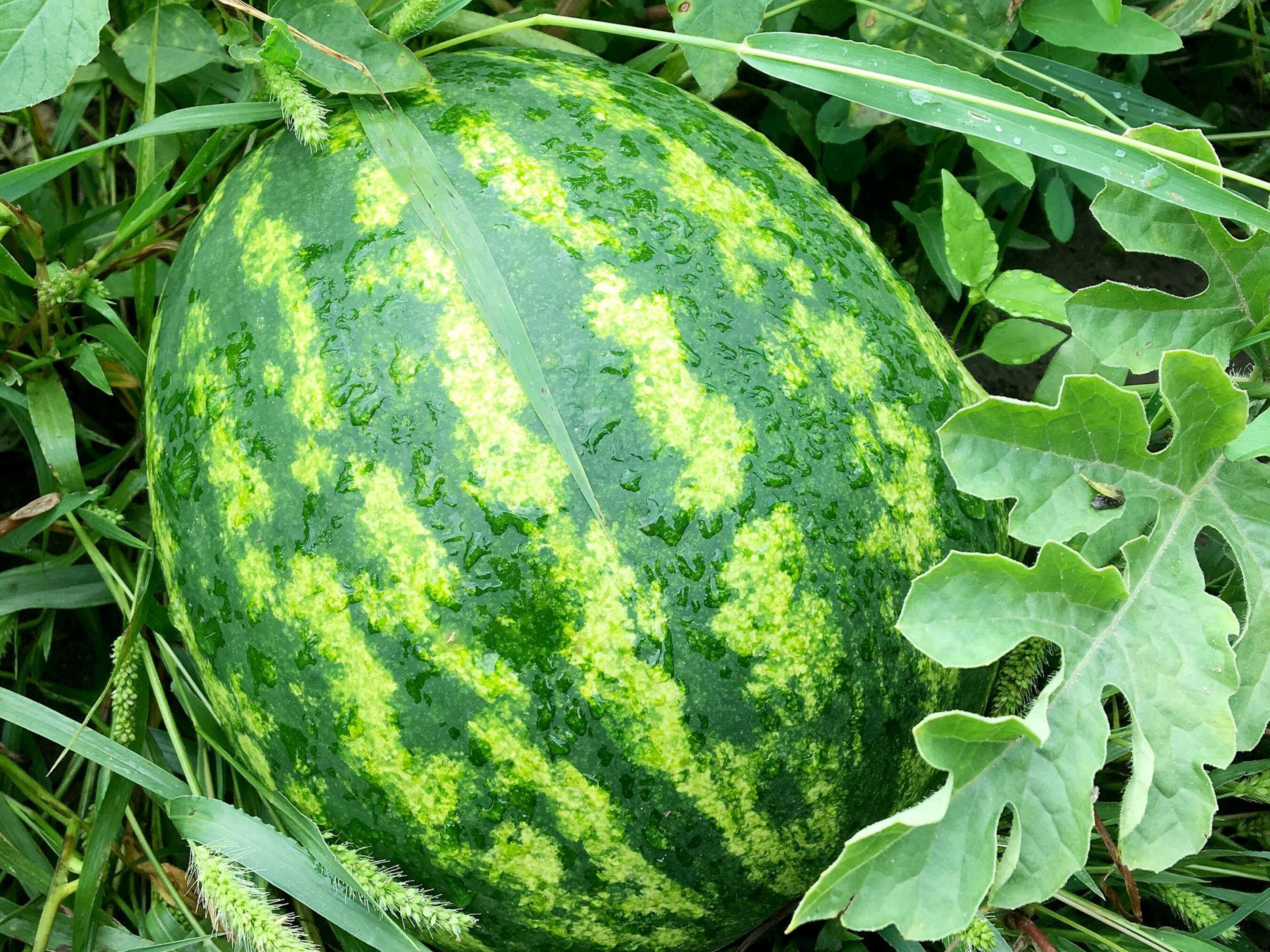 У арбуза зеленая окраска плода. Колоцинт мякоть. Задача у арбуза зеленая окраска плодов. У арбуза зеленая окраска плода доминирует над полосатой определите. Зеленый арбуз.