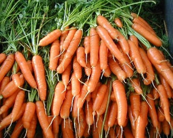 Scarlet Nantes Carrot Seeds - Organic & Non Gmo Carrot Seeds - Heirloom Seeds – Vegetable Seeds - USA Garden Seeds - Grow Your Own Carrots