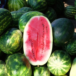 Charleston Grey Watermelon Seeds - Organic & Non Gmo Watermelon Seeds - Heirloom Seeds – Fruit Seeds - Grow Your Own Food At Home!