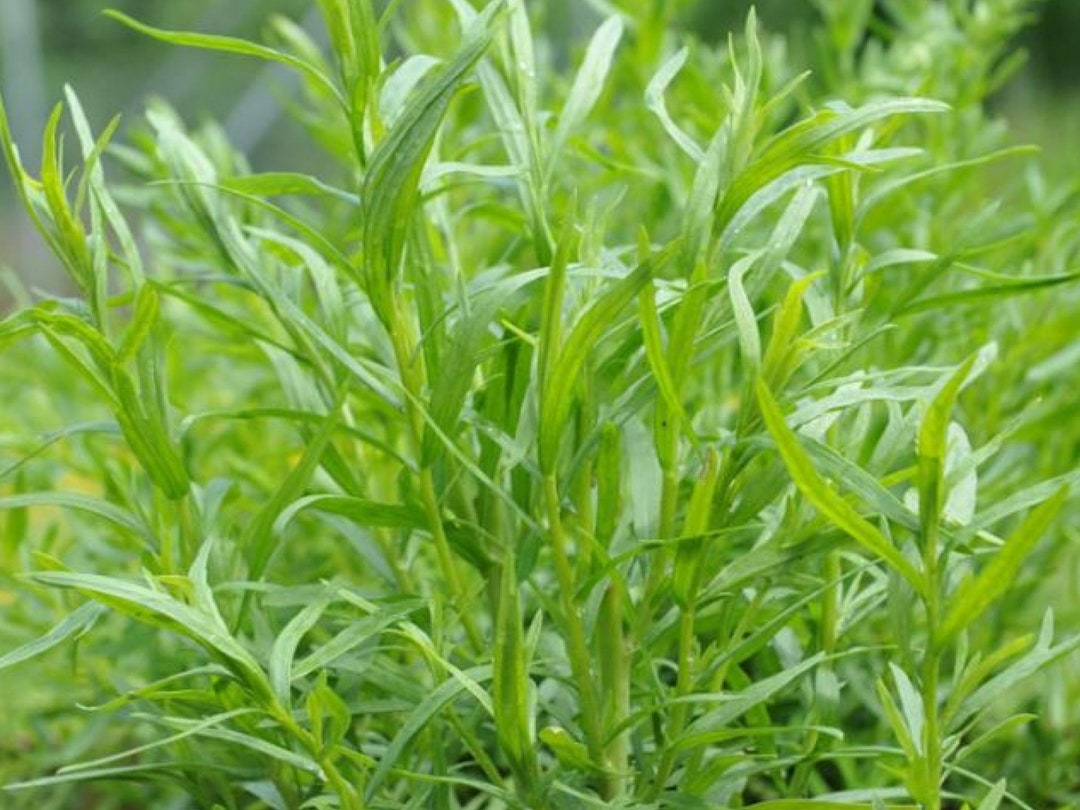 Russian Tarragon Seeds Organic & Non Gmo Tarragon Seeds Heirloom Seeds