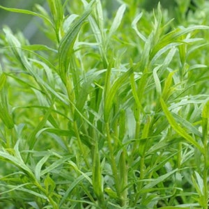 Russian Tarragon Seeds - Organic & Non Gmo Tarragon Seeds - Heirloom Seeds - Fresh USA Grown Seeds - Grow Your Own Fresh Herbs At Home!