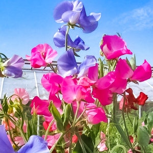 May include: A bouquet of pink, purple and blue sweet pea flowers in bloom. The flowers are arranged in a vase and are surrounded by green leaves.