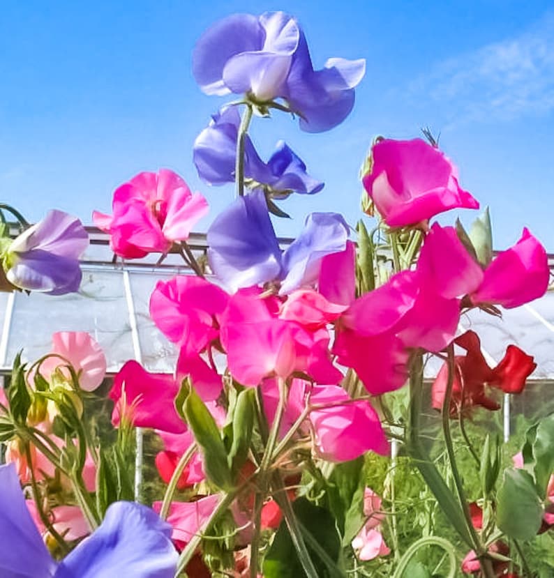 May include: A bouquet of pink, purple and blue sweet pea flowers in bloom. The flowers are arranged in a vase and are surrounded by green leaves.