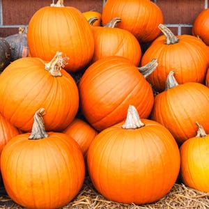Mammoth Pumpkin Seeds - Organic & Non Gmo Pumpkin Seeds - Heirloom Seeds - Fresh USA Grown Seeds - Fast Growing - Large Variety