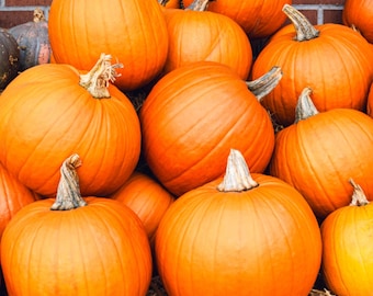 Semi di zucca Mammoth - Semi di zucca biologici e non OGM - Semi antichi - Semi freschi coltivati negli Stati Uniti - Crescita rapida - Ampia varietà