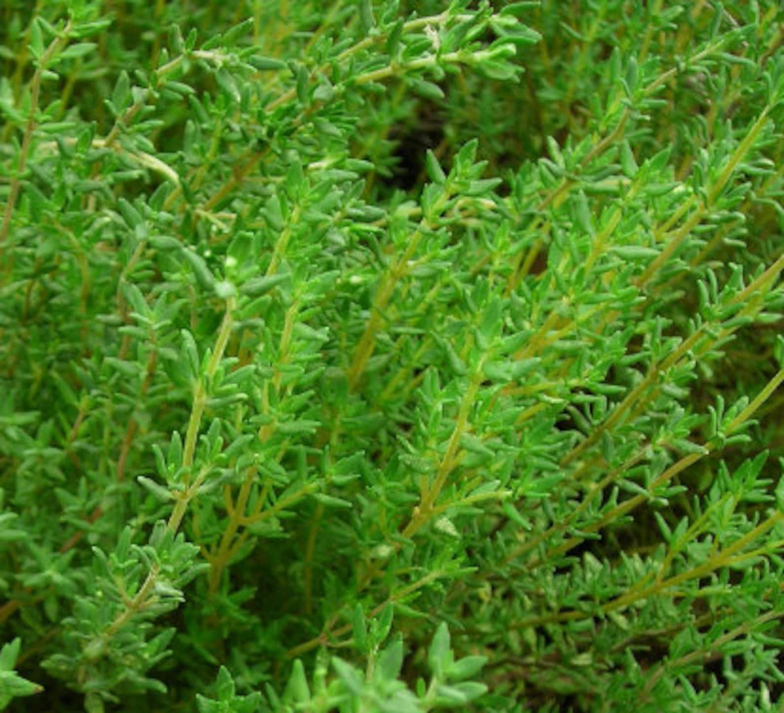 Thyme picture