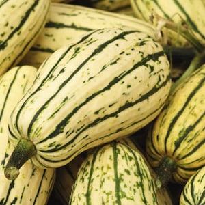 Delicata Squash Seeds - Organic & Non Gmo Squash Seeds - Heirloom Seeds - Fresh USA Grown Seeds - Grow Your Own Squash Right At Home!