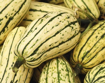 Delicata Squash Seeds - Organic & Non Gmo Squash Seeds - Heirloom Seeds - Fresh USA Grown Seeds - Grow Your Own Squash Right At Home!