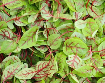 Red Veined Sorrel Seeds - Organic & Non Gmo Sorrel Seeds - Heirloom Vegetable Seeds - Fresh USA Grown Seeds - Grow Your Own Sorrel At Home!