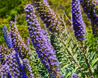 Hyssop Herb Seeds - Seeds - Organic & Non Gmo - Heirloom Herb Seeds - Fresh USA Grown Seeds - Grow Your Own Food At Home!