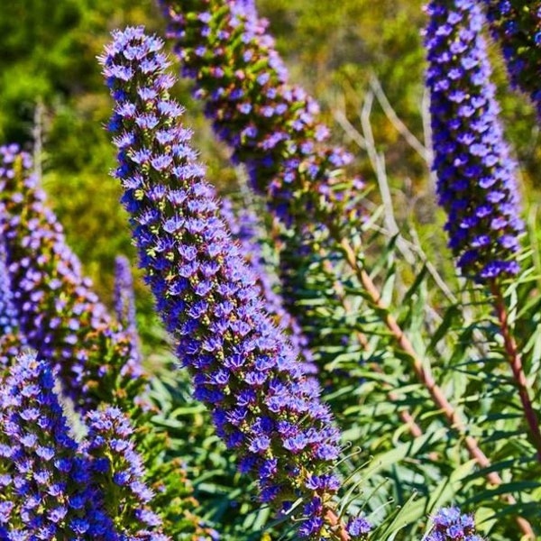 Hyssop Herb Seeds - Seeds - Organic & Non Gmo - Heirloom Herb Seeds - Fresh USA Grown Seeds - Grow Your Own Food At Home!