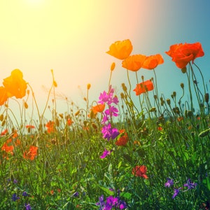 California Poppy Mission Bells Flower Seeds - Organic & Non Gmo Flower Seeds - Heirloom Seeds – Grow Your Own Beautiful Flowers At Home!