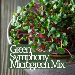 Green Symphony Microgreen Seed Blend - Organic - Non Gmo - Heirloom Seeds – Microgreen Seeds - Fresh USA Garden Seeds