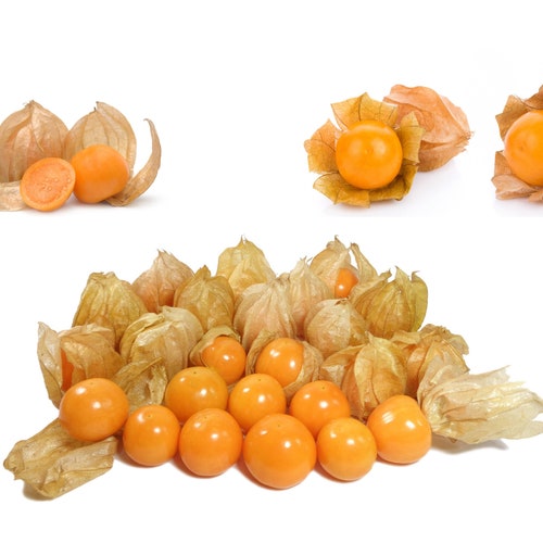 Cape Gooseberry Seeds (Physalis Peruviana) - Organic & Non Gmo Seeds - Grow Your Own Gooseberry At Home - Fresh Seeds!
