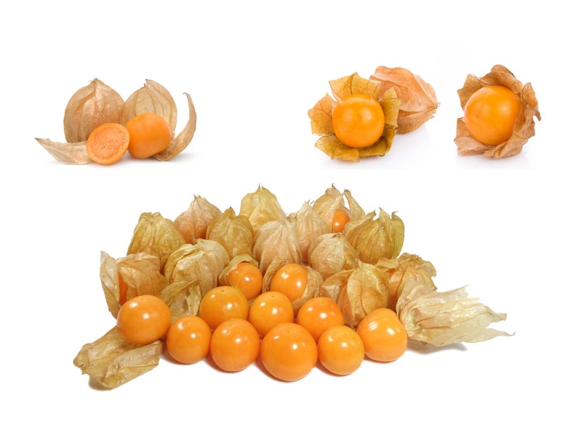 Cape Gooseberry Seeds Physalis Peruviana Organic & Non Gmo Seeds Grow Your Own Gooseberry At Home Fresh Seeds image 1