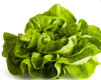 Bibb Lettuce Seeds - Organic & Non Gmo Lettuce Seeds - Heirloom Seeds – Vegetable Seeds - USA Garden Seeds - Grow Your Own Bibb Lettuce