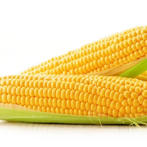 Yellow Sweet Corn Seeds - Golden Bantam Variety - Seeds - Organic & Non Gmo Corn Seeds - Heirloom Seeds – Vegetable Seeds - USA Garden Seeds