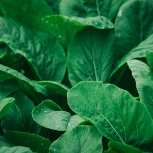 Southern Mustard Green Seeds - Organic & Non Gmo Seeds - Heirloom Seeds - USA Grown Seeds