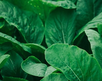 May include: Close-up of lush green leaves, showing the intricate details of their texture and veins. The leaves are arranged in a dense, overlapping pattern, creating a sense of depth and vibrancy.