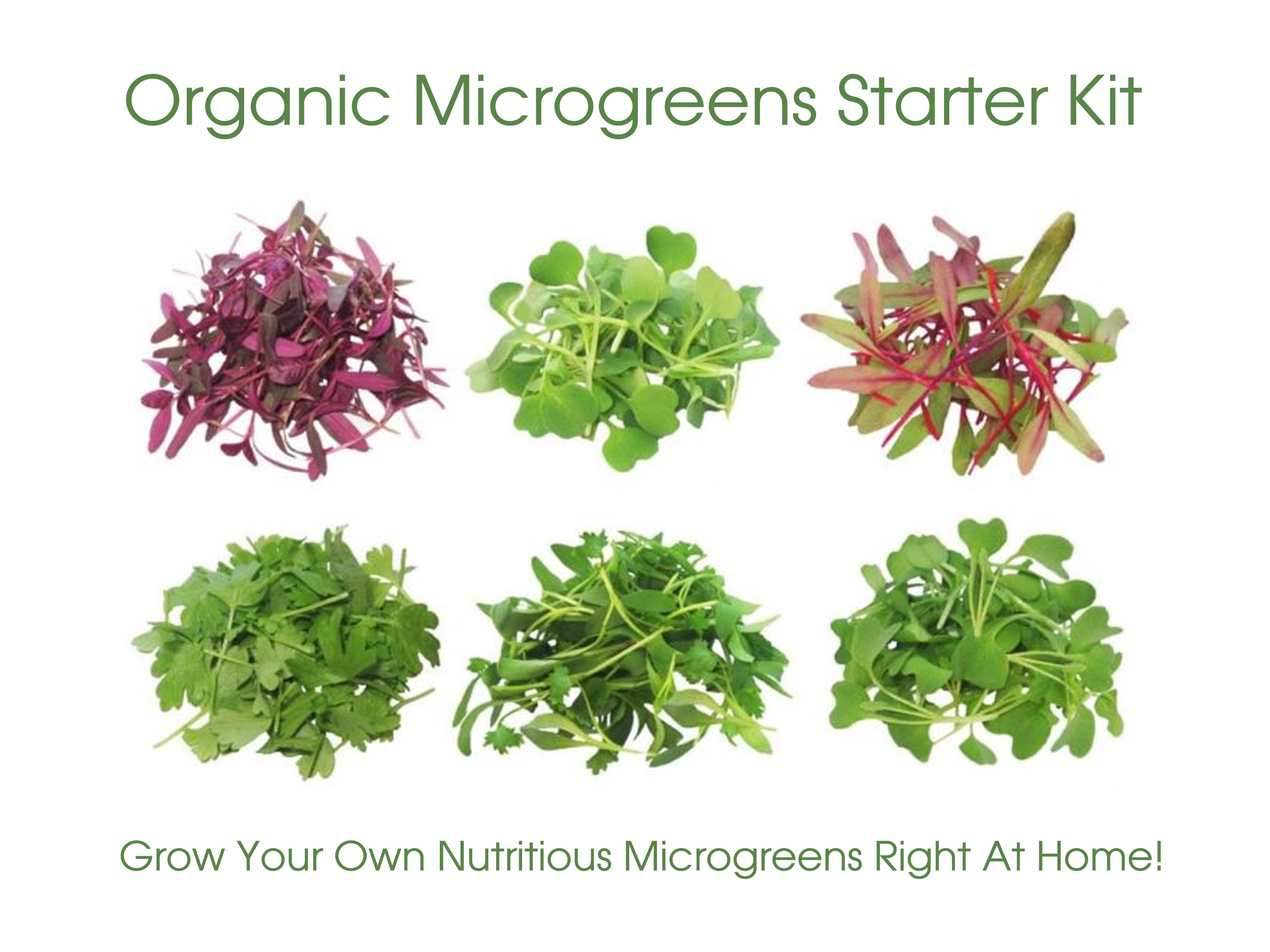 Organic Microgreen Seed Collection: 5 Heirloom Varieties - Etsy