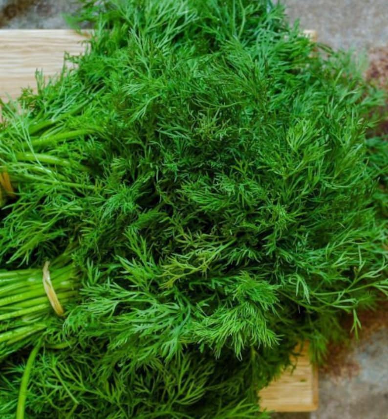 May include: A bunch of fresh green dill sprigs, tied together with a rubber band, on a wooden surface.