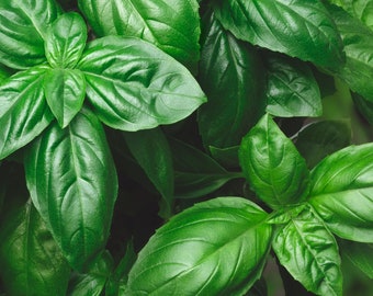 Sweet Basil Seeds - Organic & Non Gmo Basil Seeds - Heirloom Seeds – Herb Seeds - USA Garden Seeds - Grow Your Own Fresh Sweet Basil!
