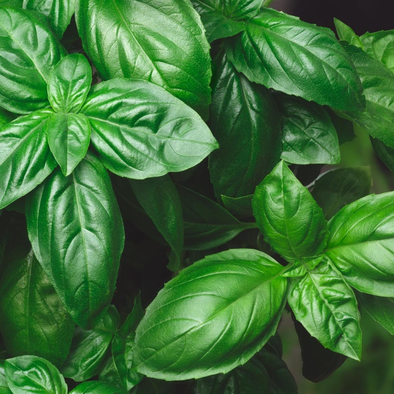 May include: Close-up of vibrant green basil leaves, showing the intricate details of the plant's texture and shape.