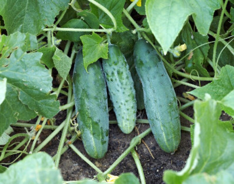 Grows Fast Organic Seeds Fresh USA Garden Seeds Heirloom Seeds \u2013 Cucumber Seeds Non Gmo Marketer Cucumbers