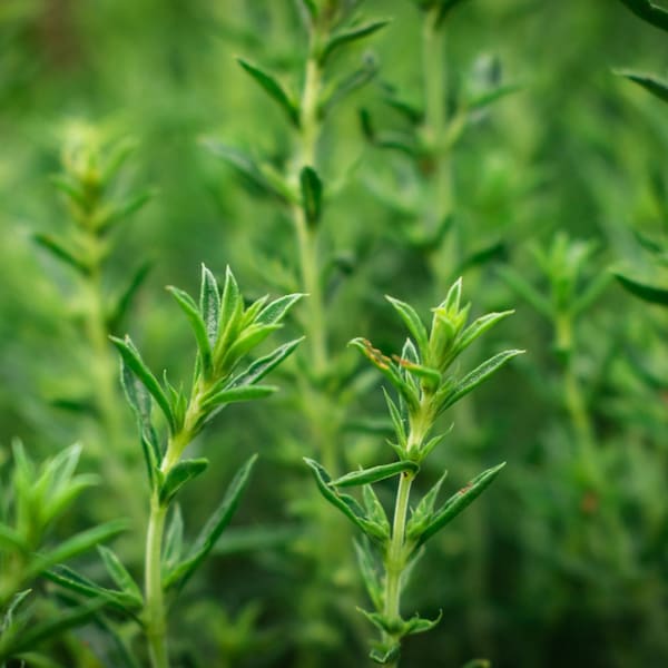 Summer Savory Herb - Organic & Non Gmo - Heirloom Herb Seeds - Fresh USA Grown Seeds - Grow Your Own Herbs At Home!