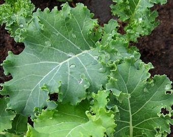 Blue Scotch Kale Seeds - Organic & Non Gmo Kale Seeds - Heirloom Vegetable Seeds - Fresh USA Grown Seeds - Grow Your Own Kale At Home!