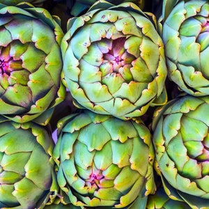 Artichoke Seeds - Organic & Non Gmo Artichoke Seeds - Heirloom Seeds - Fresh USA Grown Seeds - Green Globe Variety - Grow Your Own Food