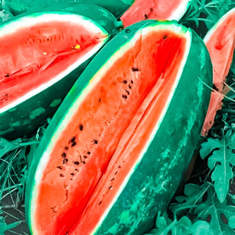 Florida Giant Watermelon Seeds Non Gmo Heirloom Seeds Etsy