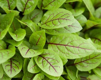 Red Veined Sorrel Seeds - Organic & Non Gmo Sorrel Seeds - Heirloom Vegetable Seeds - Fresh USA Grown Seeds - Grow Your Own Sorrel At Home!