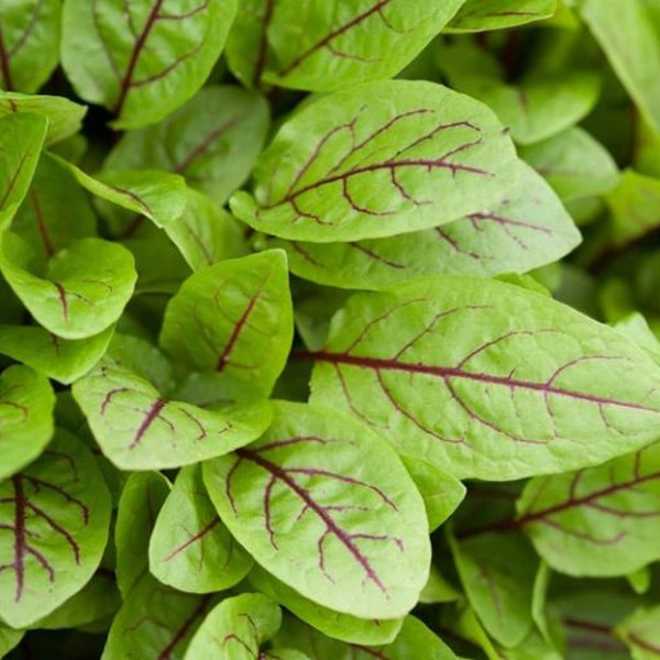 Red Veined Sorrel Seeds - Organic & Non Gmo Sorrel Seeds - Heirloom Vegetable Seeds - Fresh USA Grown Seeds - Grow Your Own Sorrel At Home!