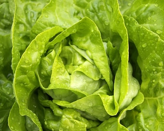 Semillas de lechuga Bibb - Semillas de lechuga orgánicas y sin OMG - Semillas tradicionales - Semillas de hortalizas - Semillas de jardín de EE. UU. - Cultiva tu propia lechuga Bibb