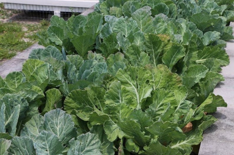 Georgia Southern Collard | Sola Seed Company