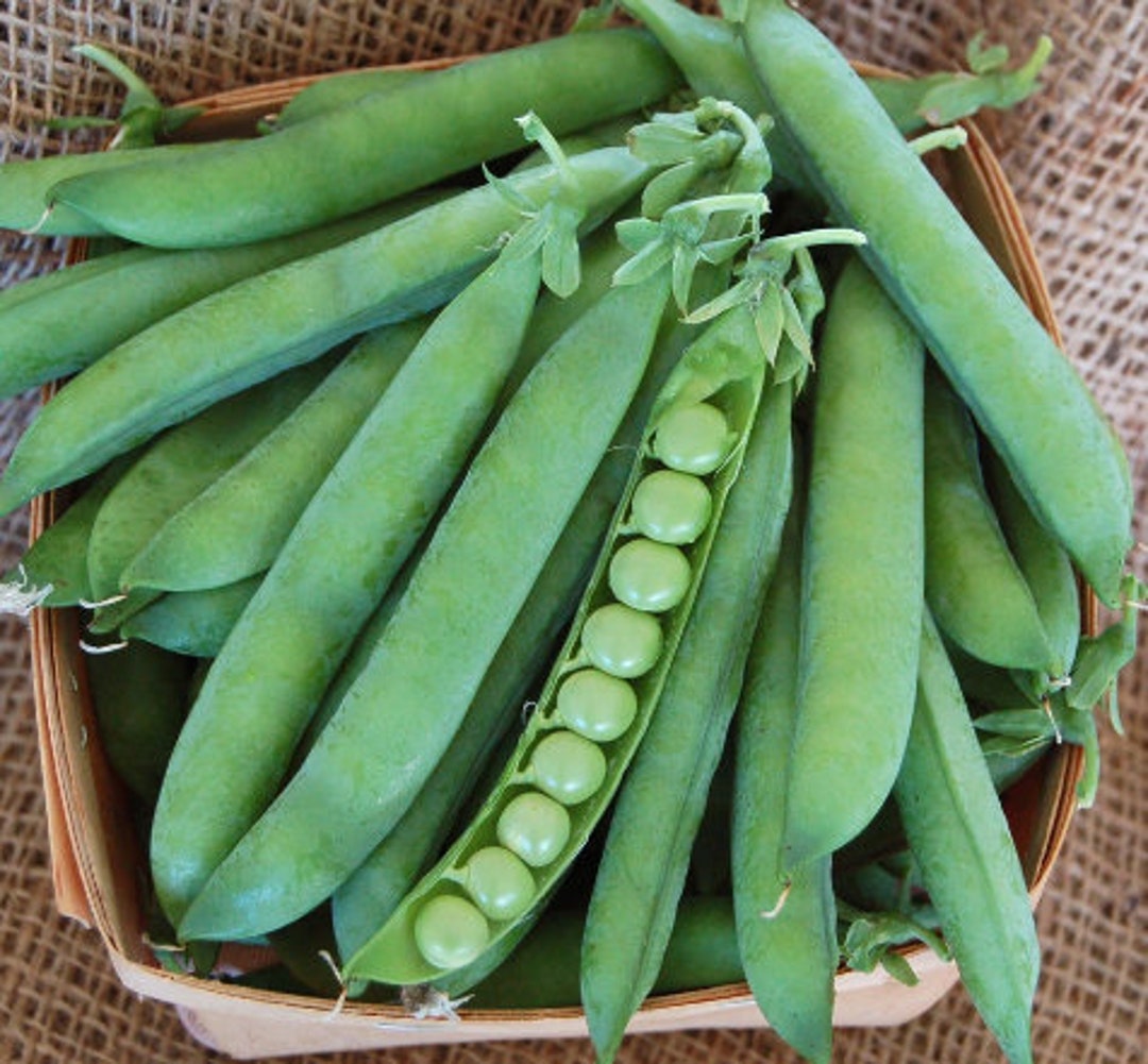 Green Arrow Pea Seeds Organic & Non Gmo Pea Seeds Heirloom Seeds Fresh